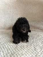 Puppy 1, a male Poodle - Toy  for sale in Tallahassee, FL – Photo 1 of 7
