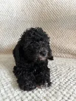 Puppy 1, a male Poodle - Toy  for sale in Tallahassee, FL – Photo 3 of 7