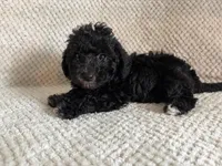 Puppy 1, a male Poodle - Toy  for sale in Tallahassee, FL – Photo 7 of 7