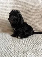 Puppy 1, a male Poodle - Toy  for sale in Tallahassee, FL – Photo 4 of 7