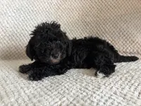 Puppy 1, a male Poodle - Toy  for sale in Tallahassee, FL – Photo 6 of 7