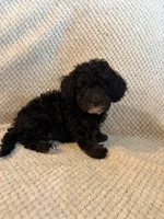 Puppy 3, a female Poodle - Toy  for sale in Tallahassee, FL – Photo 7 of 10