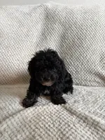 Puppy 3, a female Poodle - Toy  for sale in Tallahassee, FL – Photo 5 of 10