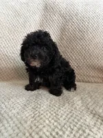 Puppy 3, a female Poodle - Toy  for sale in Tallahassee, FL – Photo 6 of 10