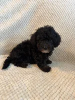 Puppy 3, a female Poodle - Toy  for sale in Tallahassee, FL – Photo 3 of 10