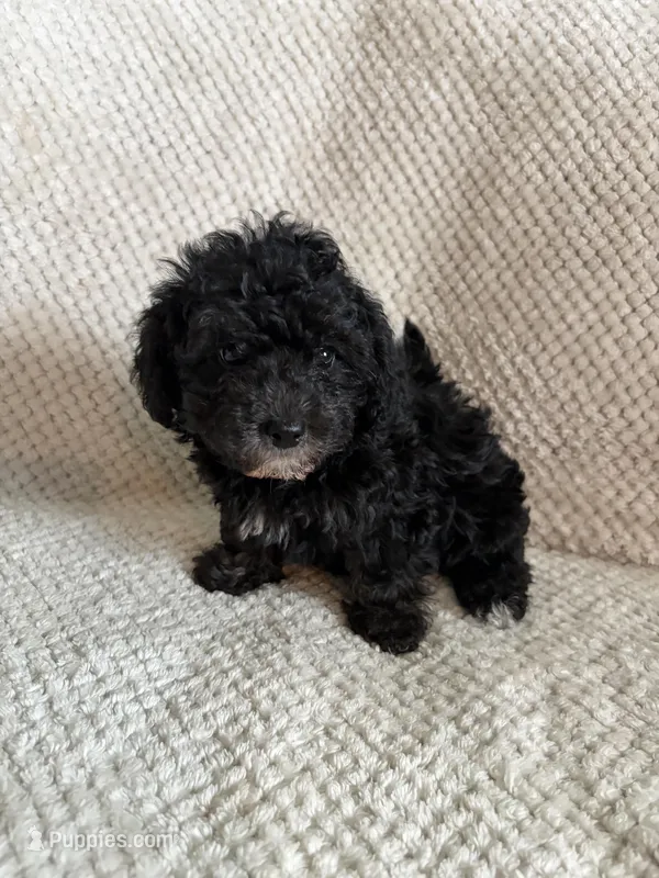 Puppy 3 – Poodle - Toy  puppy for sale in Tallahassee, FL