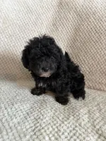 Puppy 3, a female Poodle - Toy  for sale in Tallahassee, FL – Photo 1 of 10