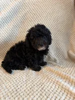 Puppy 3, a female Poodle - Toy  for sale in Tallahassee, FL – Photo 9 of 10