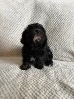 Puppy 3, a female Poodle - Toy  for sale in Tallahassee, FL – Photo 2 of 10