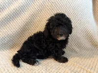 Puppy 3, a female Poodle - Toy  for sale in Tallahassee, FL – Photo 4 of 10
