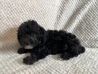 Puppy 3, a female Poodle - Toy  for sale in Tallahassee, FL – Photo 10 of 10