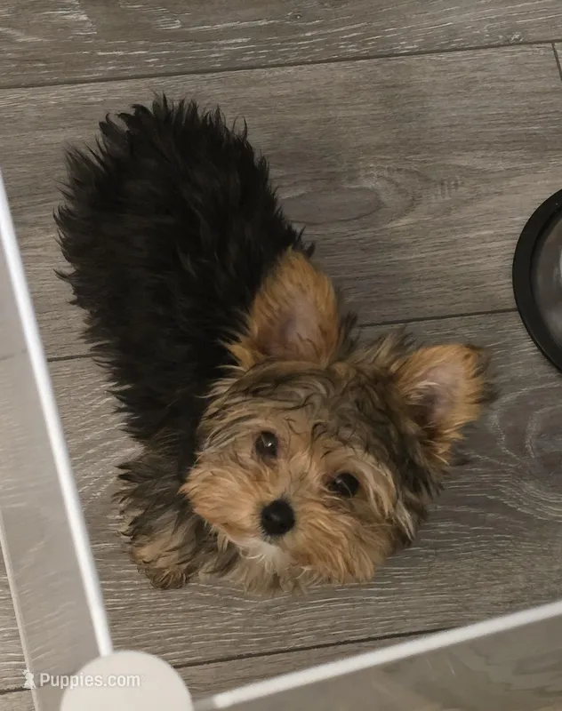 Nala – Yorkshire Terrier puppy for sale in Athens, TN