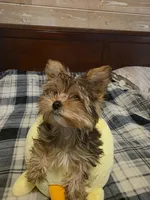 Nala, a female Yorkshire Terrier for sale in Athens, TN – Photo 3 of 3