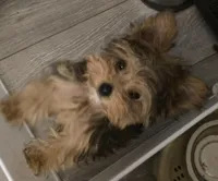 Nala, a female Yorkshire Terrier for sale in Athens, TN – Photo 2 of 3