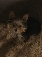 Fawn, a female Yorkshire Terrier for sale in Athens, TN – Photo 2 of 3