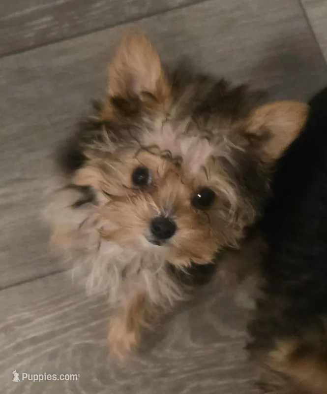 Fawn – Yorkshire Terrier puppy for sale in Athens, TN