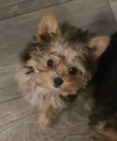 Fawn, a female Yorkshire Terrier for sale in Athens, TN – Photo 1 of 3