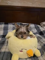 Fawn, a female Yorkshire Terrier for sale in Athens, TN – Photo 3 of 3