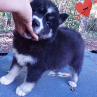 Health Tested Parents - Cyclops, a male Siberian Husky for sale in Anderson, SC – 2 of 10