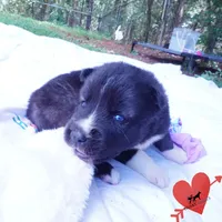 Agouti OFA, AKC, & Embark - Shakira, a female Siberian Husky for sale in Anderson, SC – 7 of 10