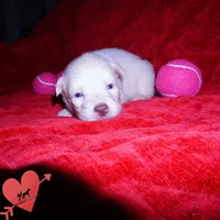 Solid White Female AKC OFA, a female Siberian Husky for sale in Anderson, SC – 6 of 10
