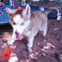 AKC OFA Red/white, a male Siberian Husky for sale in Anderson, SC – 7 of 10