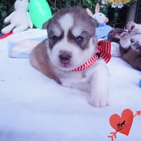 AKC Prada - Red/white OFA & Embark, a female Siberian Husky for sale in Anderson, SC – 7 of 10