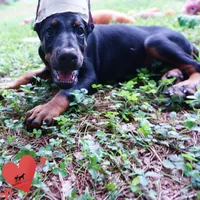 Ears Cropped - 100% Euro, a female Doberman Pinscher for sale in Anderson, SC – 4 of 10