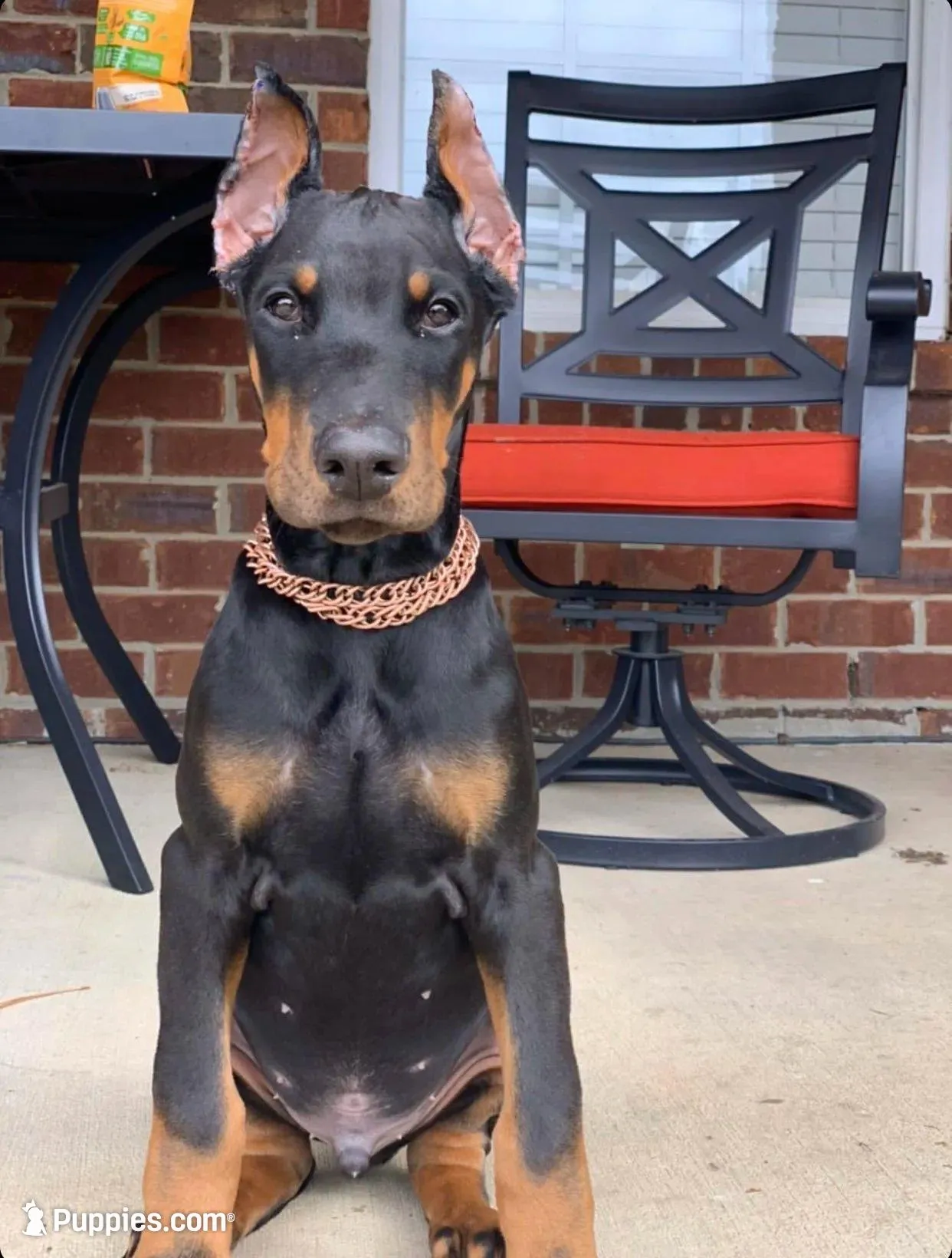 Euro, OFA, Embark, & AKC, a  Doberman Pinscher for sale in Anderson, SC – Photo 2 of 10
