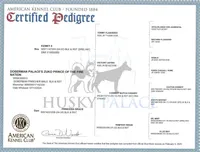 Euro, OFA, Embark, & AKC, a  Doberman Pinscher for sale in Anderson, SC – Photo 8 of 10