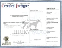 Euro, OFA, Embark, & AKC, a  Doberman Pinscher for sale in Anderson, SC – Photo 7 of 10