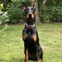 Euro, OFA, Embark, & AKC, a  Doberman Pinscher for sale in Anderson, SC – Photo 6 of 10
