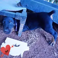 OFA & Embark Tested Parents, a female Doberman Pinscher for sale in Anderson, SC – 5 of 10