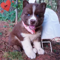 Embark & OFA Tested Parents, a male Siberian Husky for sale in Anderson, SC – 4 of 10