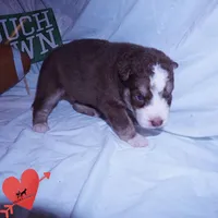 AKC & OFA Poseidon, a male Siberian Husky for sale in Anderson, SC – 7 of 10