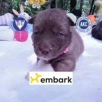 AKC Solid Brown OFA & Embark, a female Siberian Husky for sale in Anderson, SC – 1 of 10