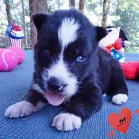 Agouti OFA AKC & Embark - Vivi, a female Siberian Husky for sale in Anderson, SC – 4 of 10