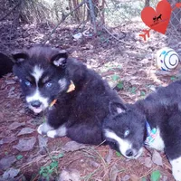 Health Tested Parents - Cyclops, a male Siberian Husky for sale in Anderson, SC – 4 of 10