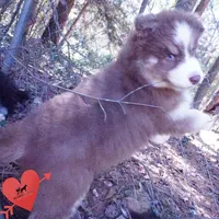 AKC & OFA Poseidon, a male Siberian Husky for sale in Anderson, SC – 6 of 10