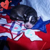 OFA & Embark Tested Parents - Usopp, a male Siberian Husky for sale in Anderson, SC – 4 of 5
