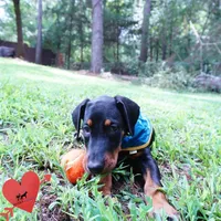 AKC Euro OFA & Embark - Sokka, a male Doberman Pinscher for sale in Anderson, SC – 8 of 10