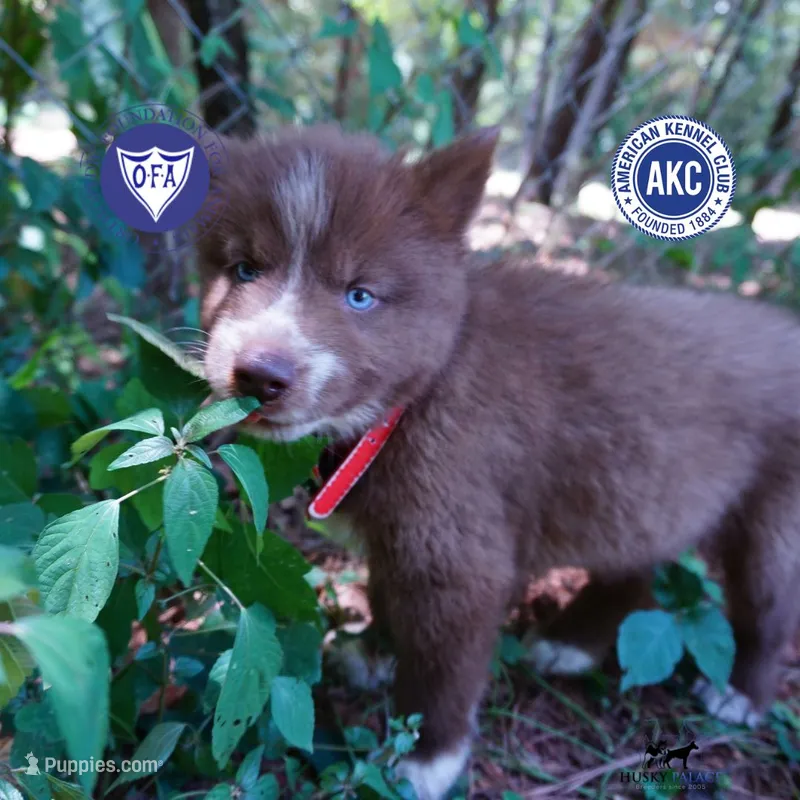 AKC OFA Tested Parents – Siberian Husky puppy for sale in Anderson, SC