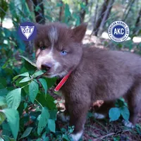 AKC OFA Tested Parents, a female Siberian Husky for sale in Anderson, SC – 1 of 10