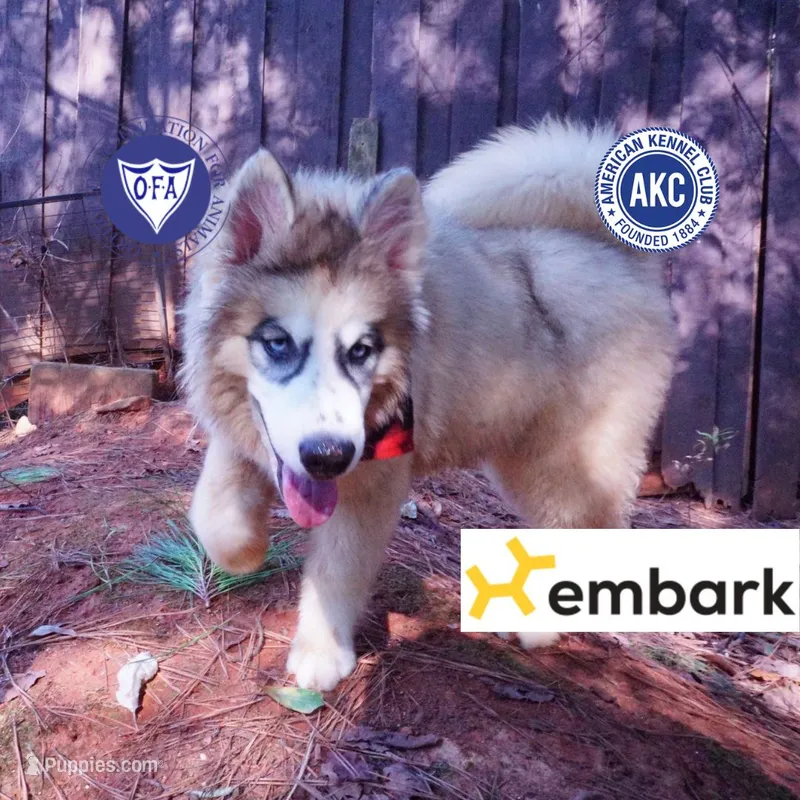 OFA & Embark Tested Parents – Siberian Husky puppy for sale in Anderson, SC