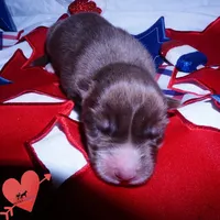 Solid Brown Embark OFA AKC - Nami, a female Siberian Husky for sale in Anderson, SC – 2 of 10