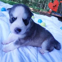 AKC OFA Embark Parents, a male Siberian Husky for sale in Anderson, SC – 2 of 10