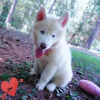 Solid White Female AKC OFA, a female Siberian Husky for sale in Anderson, SC – 9 of 10