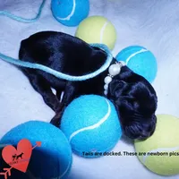 Full Euro & Champion Bloodlines, a male Doberman Pinscher for sale in Anderson, SC – 2 of 10