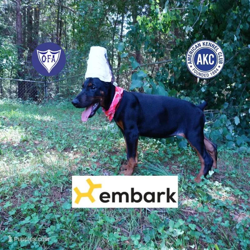 Ear cropped - Full Euro – Doberman Pinscher puppy for sale in Anderson, SC