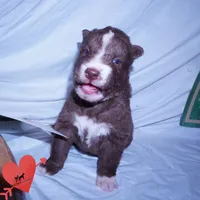 Solid Brown Ready Mid October , a female Siberian Husky for sale in Anderson, SC – 2 of 10